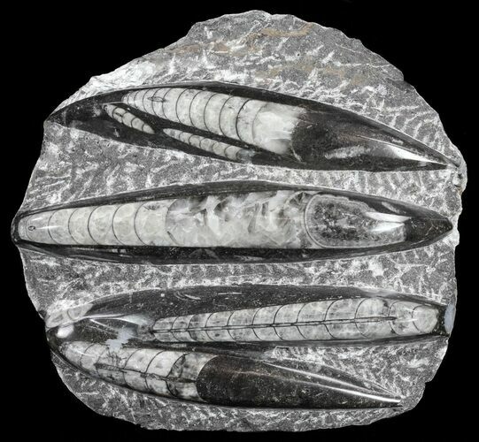 Polished Orthoceras (Cephalopod) Plate - #61533
